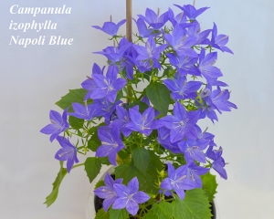 Сampanula izophylla Napoli Blue